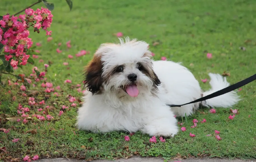 عکس سگ نژاد لهاسا آپسو Lhasa apso