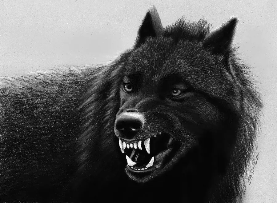 والپیپر گرگ سیاه