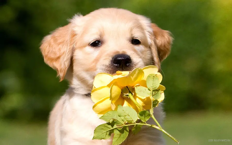 عکس و ویژگی های سگ گلدن رتریور Golden retriever