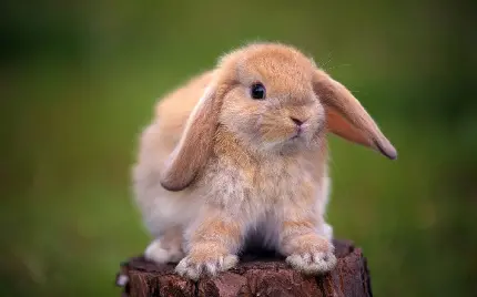عکس خرگوش پشمالو ناز