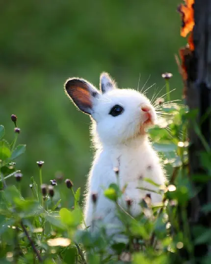عکس خرگوش ناز