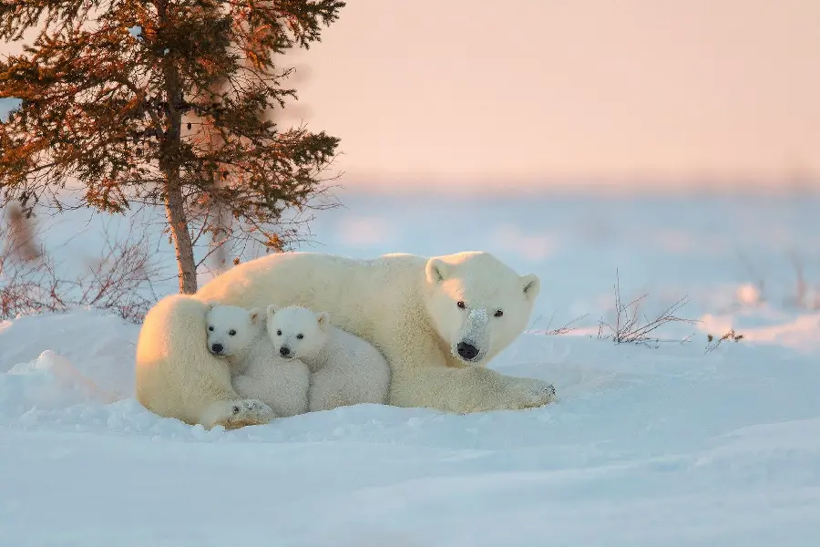 دانلود رایگان عکس پس زمینه های خیره کننده از بچه های خرس قطبی