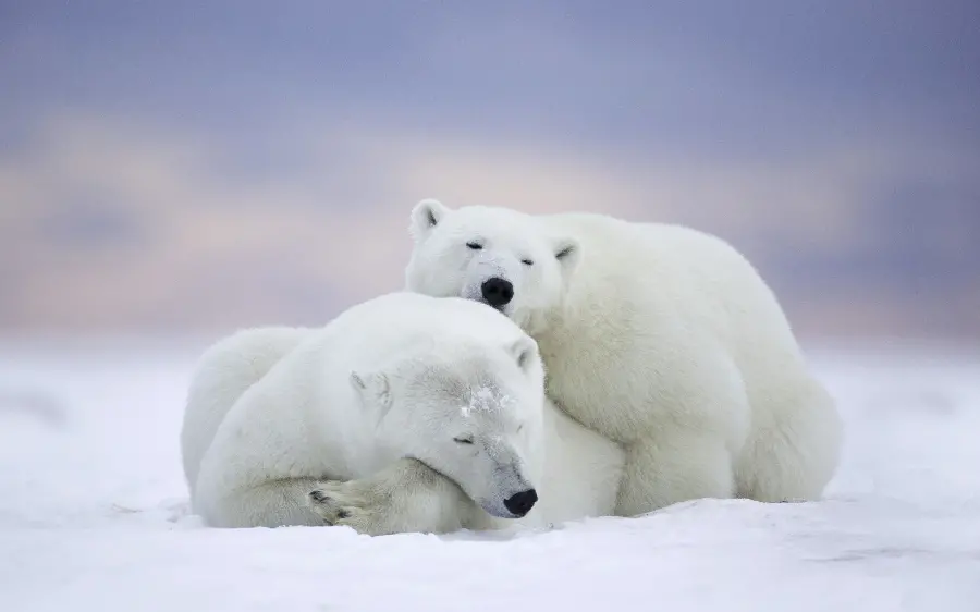 عکس استوک با بکگراند محو و فلو از بچه خرس قطبی