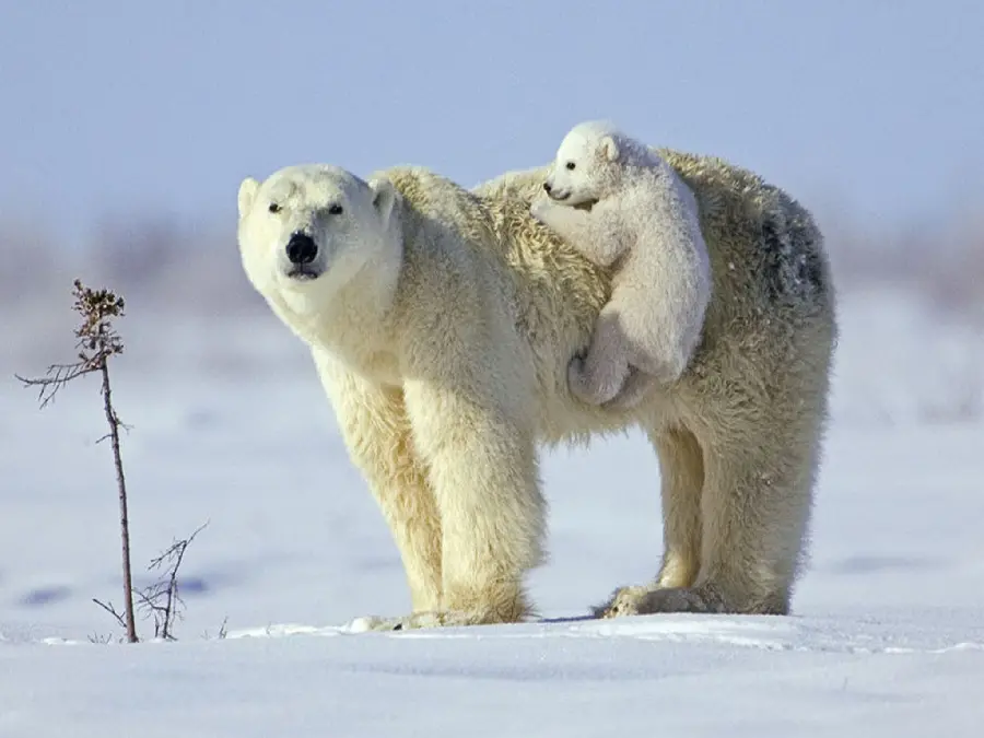 عکس گرفته شده از بچه خرس قطبی درکنار مادرش درحالی که به دوربین زل زده