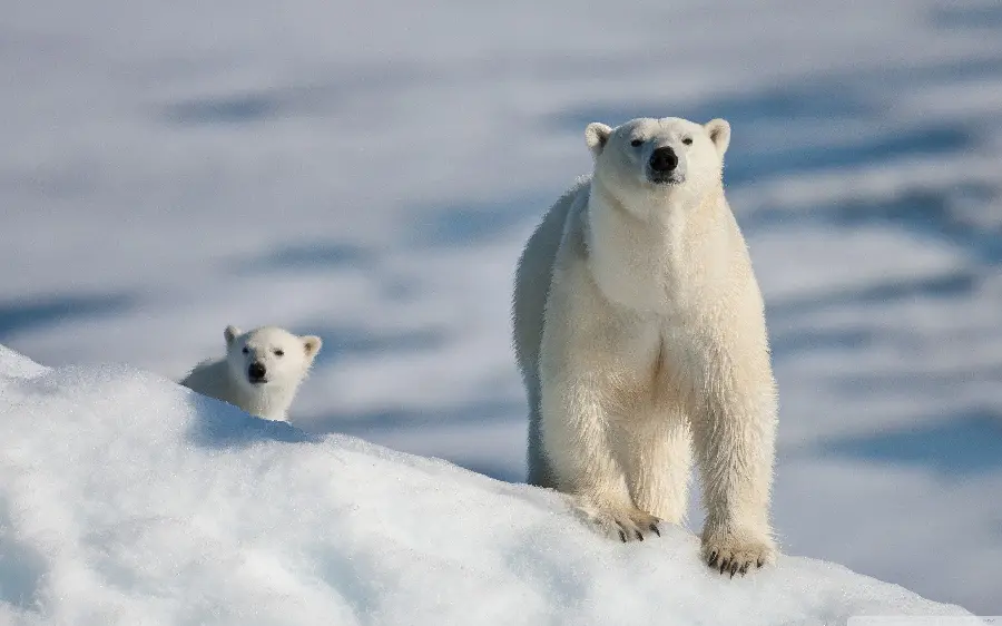عکس استوک های باکیفیت از بچه خرس قطبی با لینک مستقیم