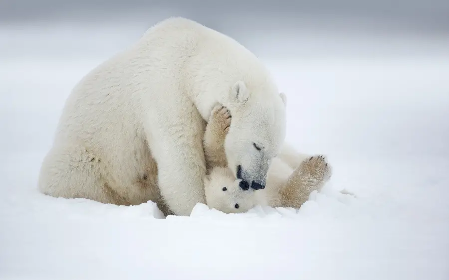 عکس پروفایل بچه خرس قطبی با لینک مستقیم 