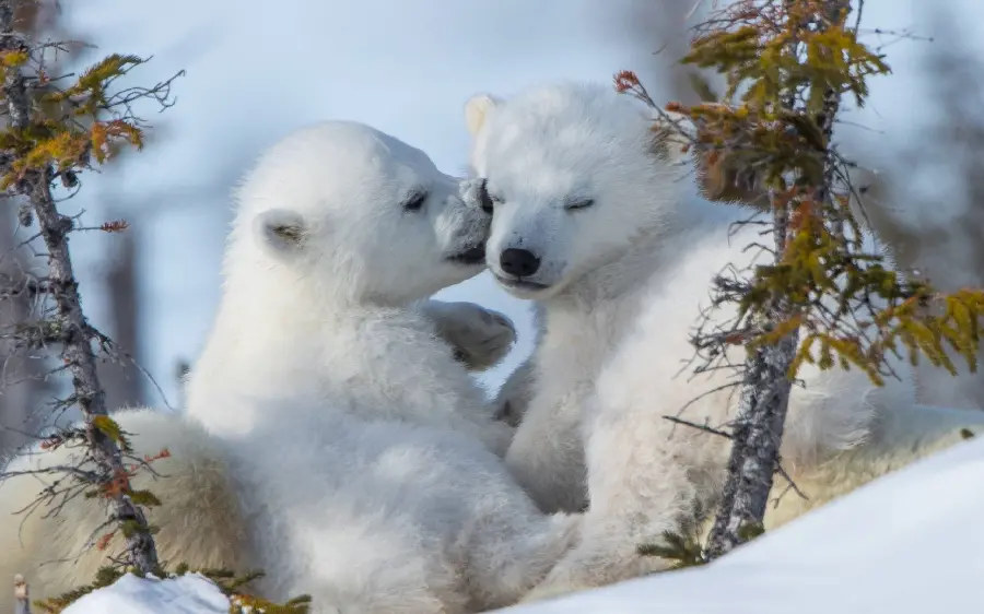 تصویر استوک لحظات عاطفی بچه خرس های قطبی برای چاپ روی جلد دفتر