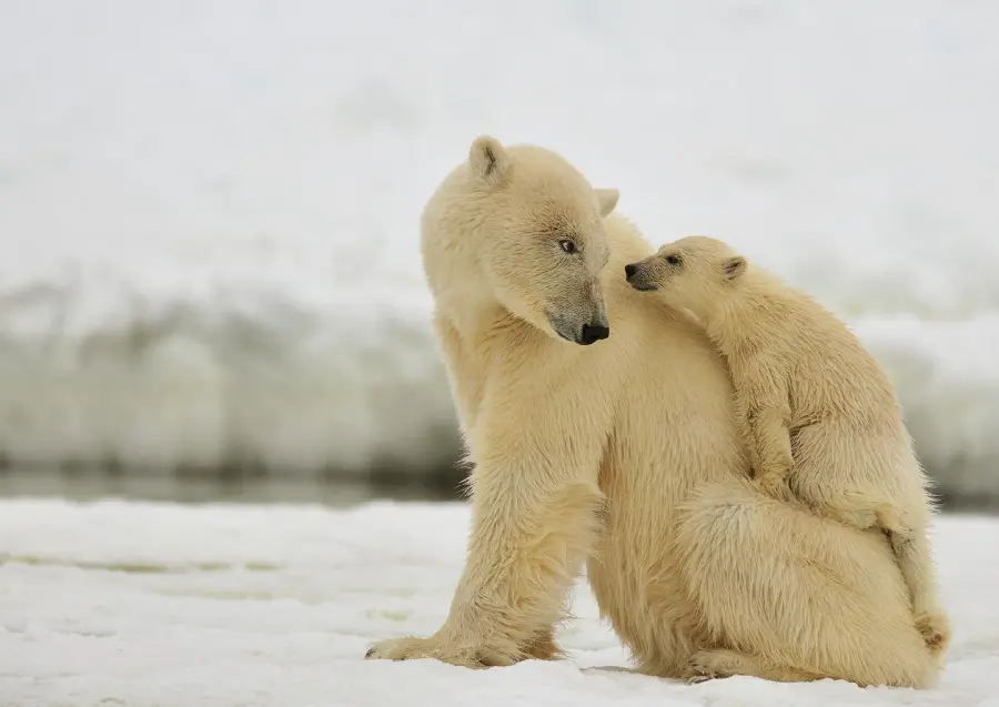 عکس زمینه محشر از بچه خرس قطبی با وضوح فوق العاده 
