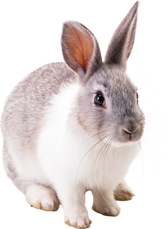 دانلود عکس های رایگان با فرمت PNG از خرگوش واقعی