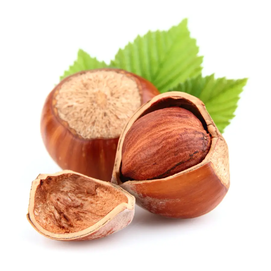 تصویر فندق Hazelnut با پس زمینه سفید و کیفیت فوق العاده