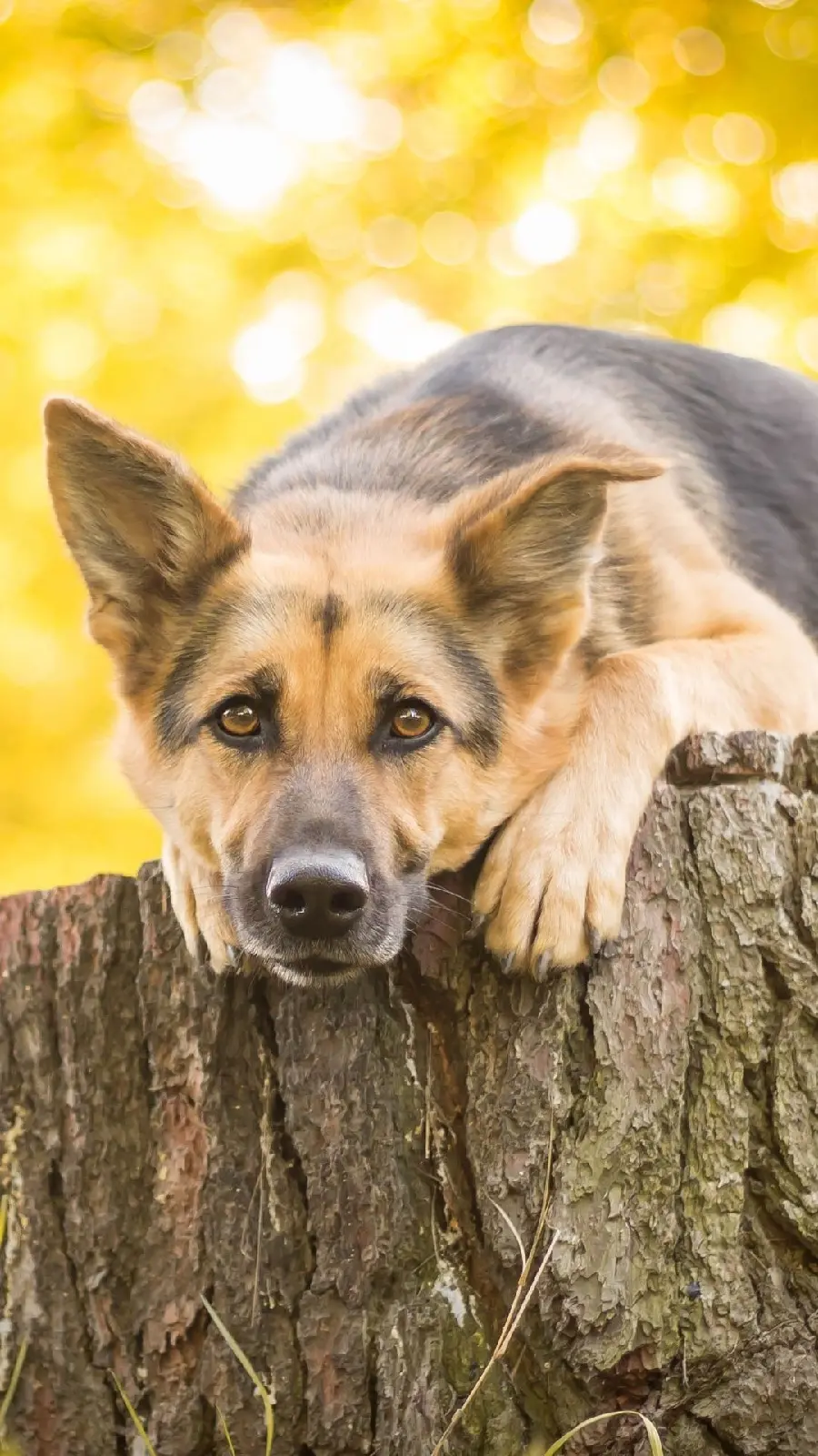 بک گراند زیبای آیفون از ژرمن شپرد معروف ترین نژاد سگ پلیس