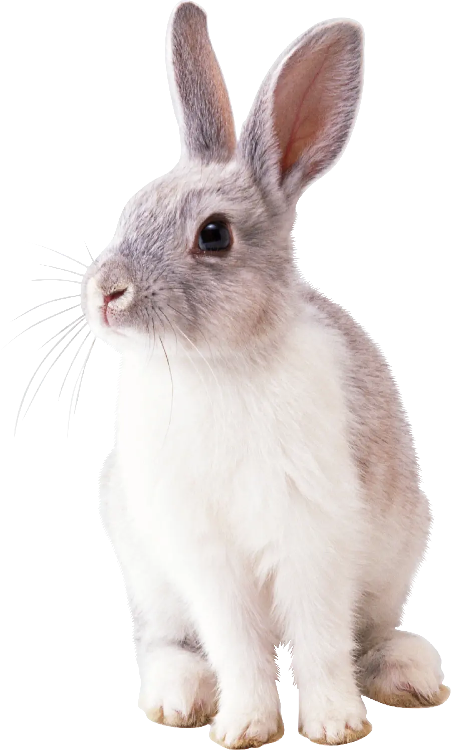 عکس استوک PNG خرگوش واقعی حیوان مورد علاقه بیشتر مردم