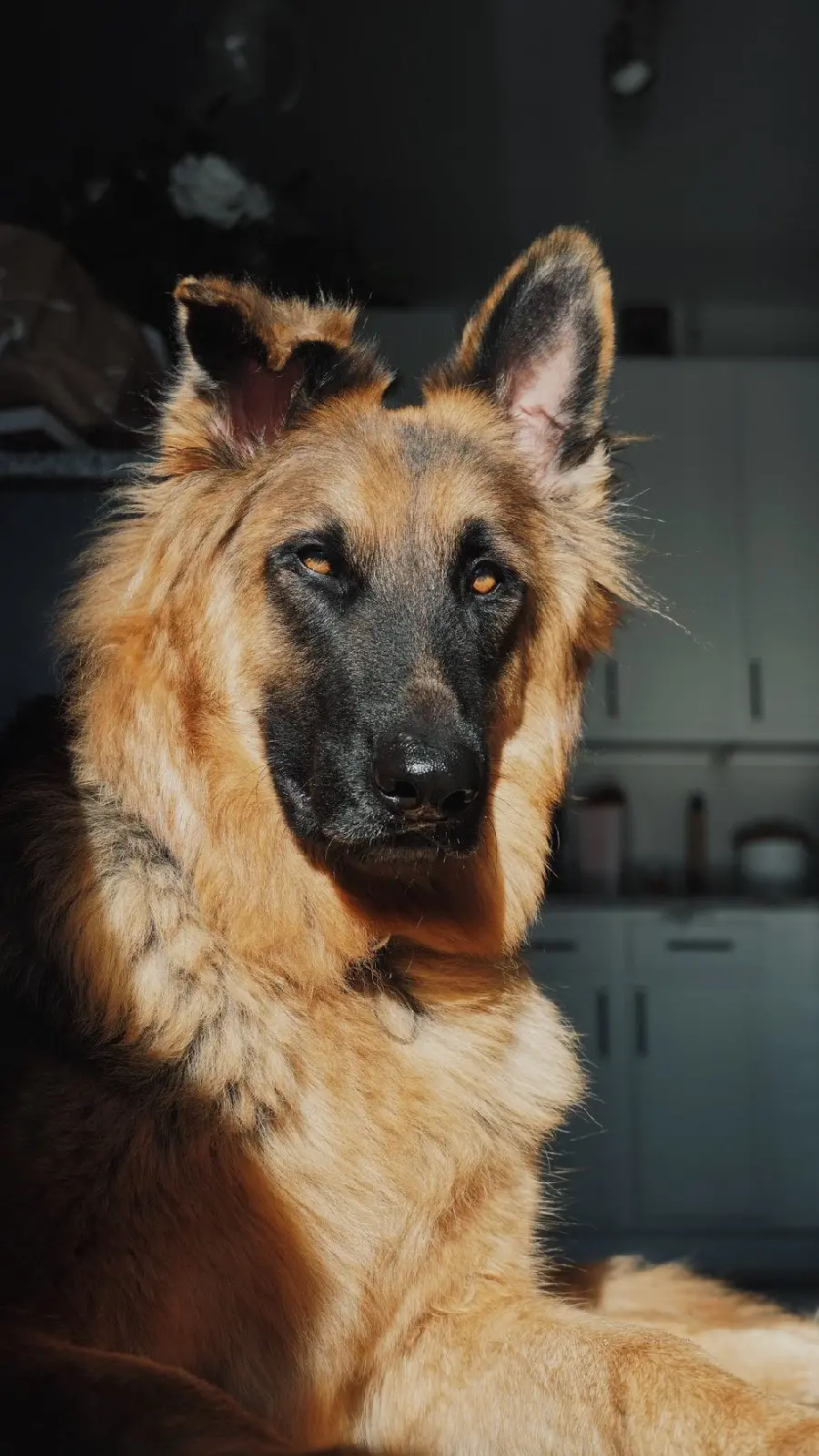 جذاب ترین عکس های گرفته شده از سگ نژاد دوست داشتنی ژرمن شپرد برای آیفون 