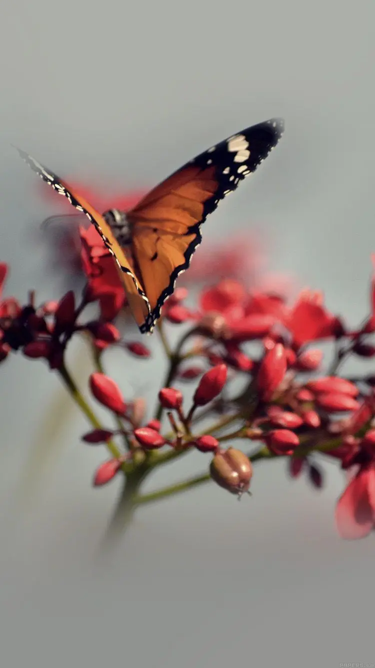 تصویر پروانه ناز واقعی با زمینه فولو برای آیفون