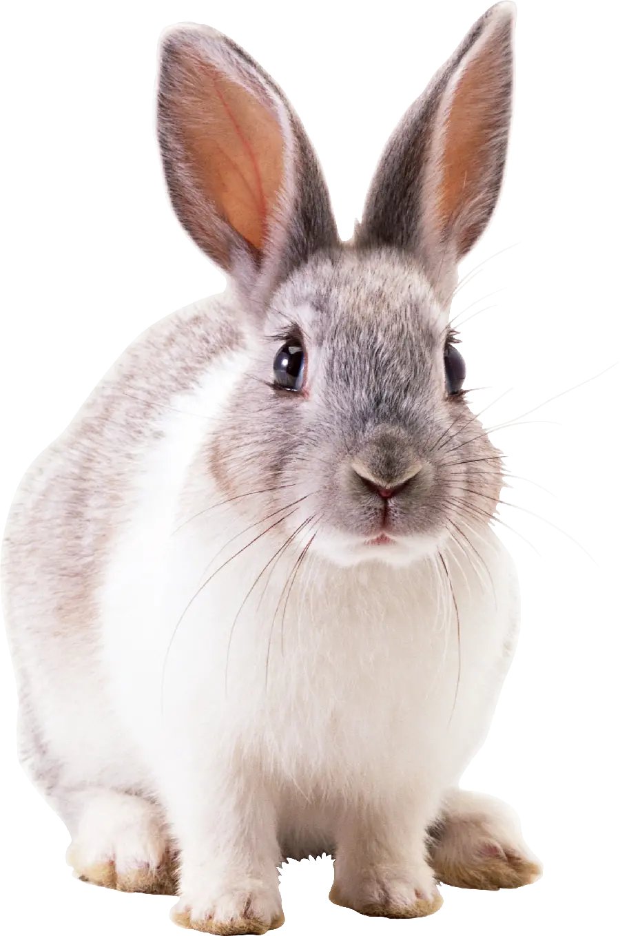 تصویر زمینه PNG خرگوش واقعی از نژاد خرگوش گوتلند سوئدی
