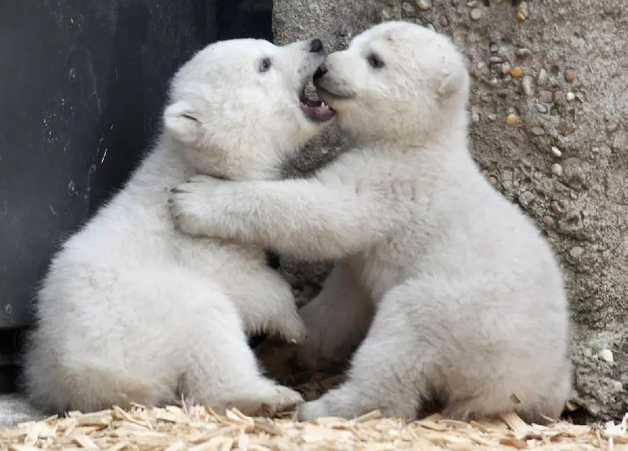 تصویر پس زمینه از بازی بچه خرس های قطبی با دانلود آسان 
