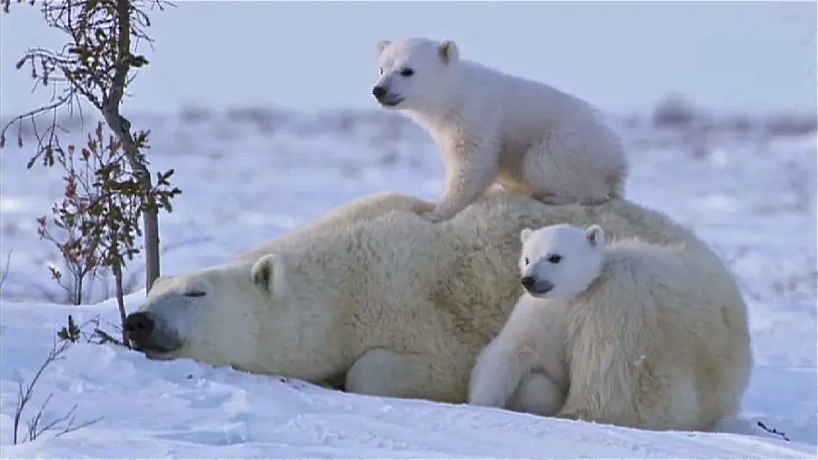 دانلود رایگان عکس بچه خرس قطبی درکنار مادرشان برای بکگراند دسکتاپ 