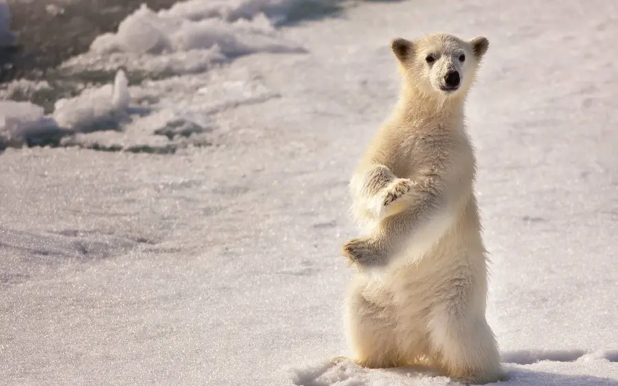 بکگراند جذاب از بچه خرس قطبی برای پروفایل و تصویر زمینه