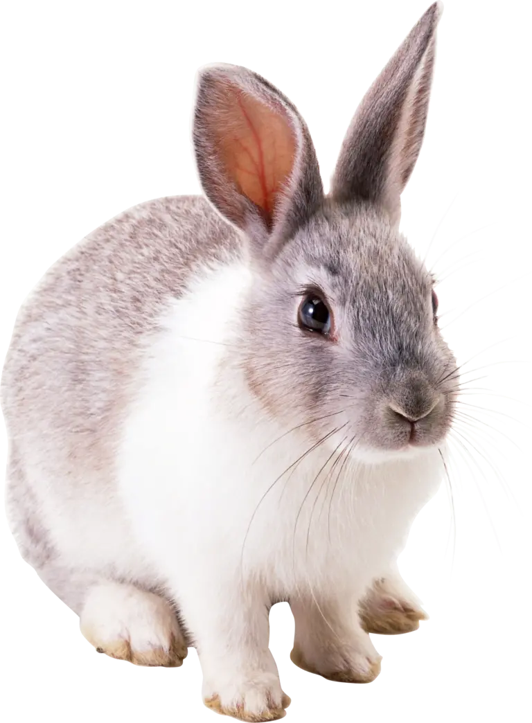تصویر با کیفیت خرگوش واقعی برای پروفایل با فرمت PNG