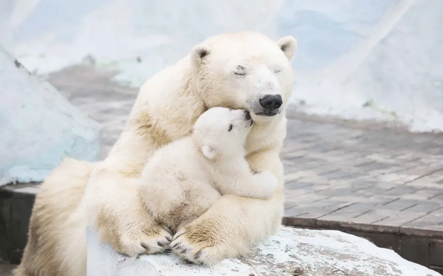 والپیپر بچه خرس قطبی در کنار مادرش با بهترین کیفیت 
