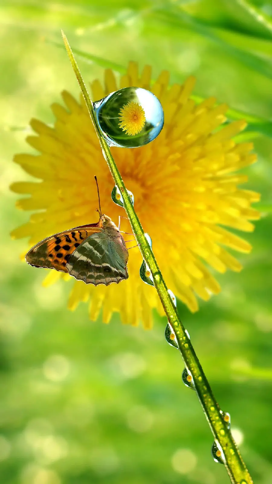 عکس پس زمینه رویایی پروانه فرچه پای نقره ای روی گل زرد برای آیفون 