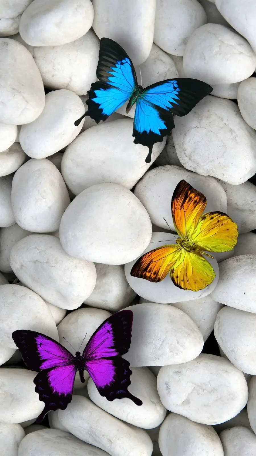 تصویر پس زمینه آیفون پروانه های ناز رنگی در بکگراند سنگ های صیقلی سفید 