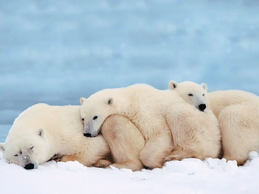 پربازدیترین عکس گرفته شده از بچه خرس های قطبی از جوهره