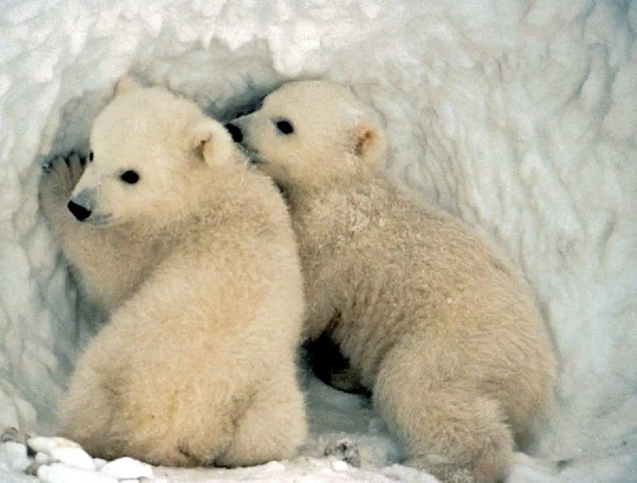 تصویر پروفایل رمانتیک بچه های خرس قطبی با کیفیت ویژه