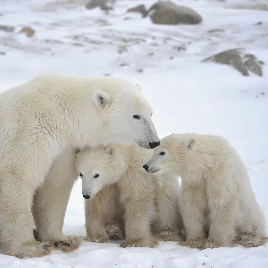 دانلود تصویر زمینه full hd از بچه خرس قطبی