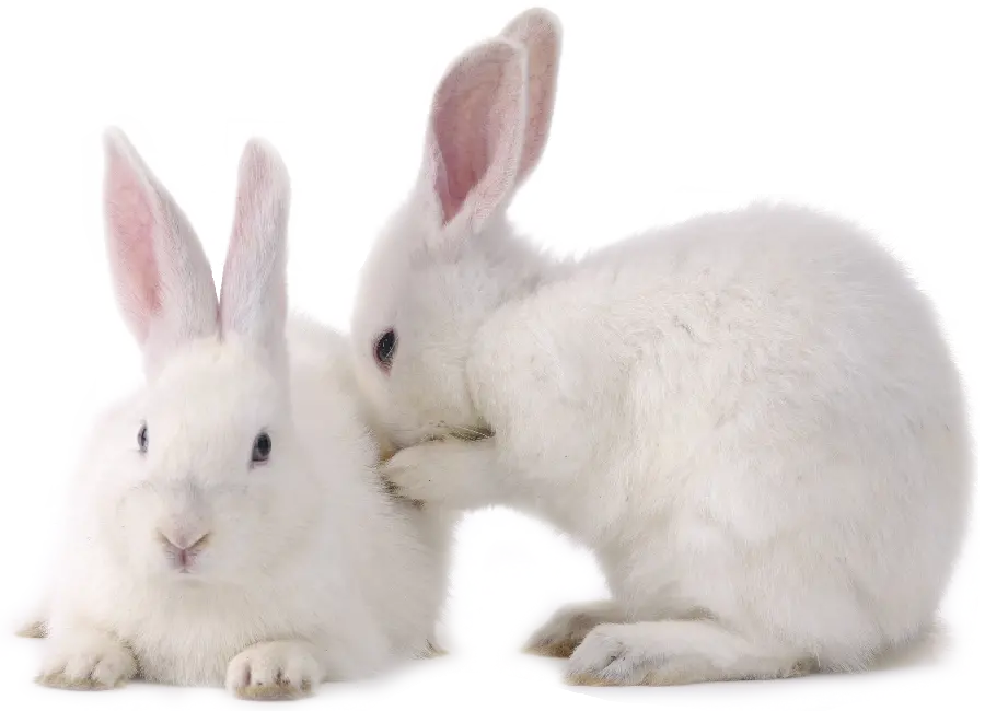 تصویر پس زمینه PNG خرگوش هاس سفید و برفی واقعی