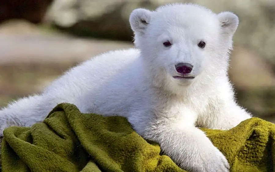 تصویر زمینه بچه خرس قطبی تحت حفاظت با کیفیت خیلی بالا