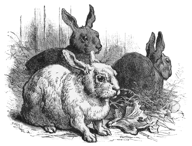 تصویر نقاشی سیاه سفید خانواده خرگوش های آزاد PNG