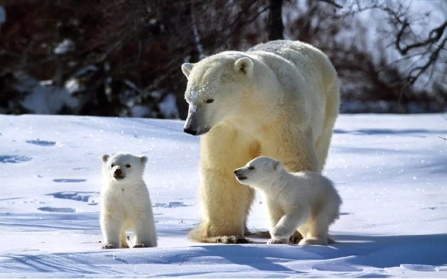 تصویر استوک زیبا از بچه خرس قطبی برای چاپ‌ پوستر دیواری 