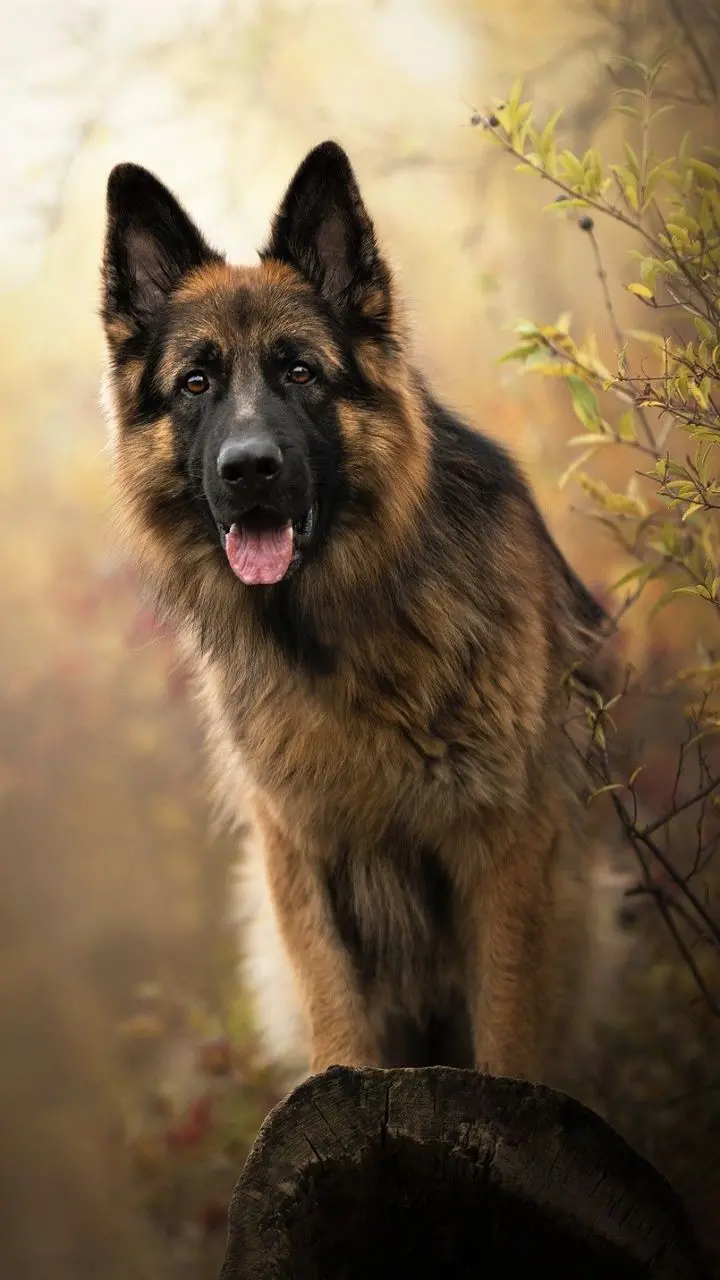 تصویر پس زمینه آیفون از سگ جذاب و باهوش ژرمن شپرد 