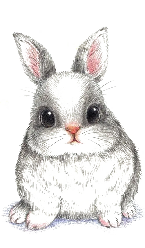 تصویر نقاشی PNG از خرگوش واقعی سفید خاکستری