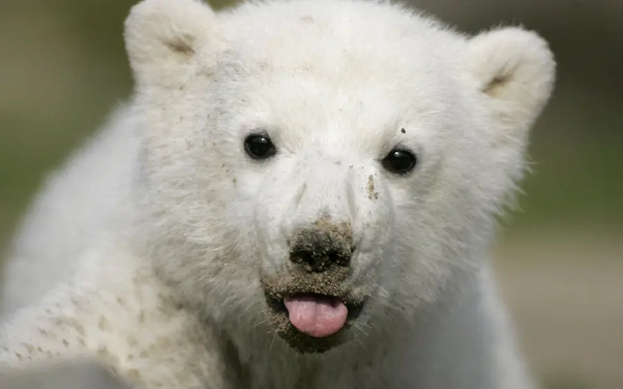 تصویر پروفایل بچه خرس قطبی ملوس برای ایده نقاشی 
