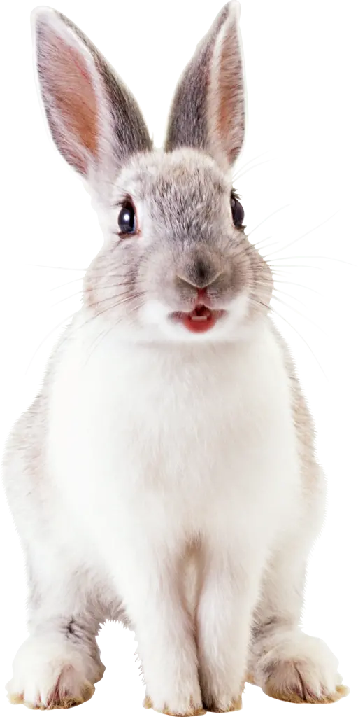 دانلود عکس PNG خرگوش واقعی بدون بکگراند برای استفاده در طراحی 
