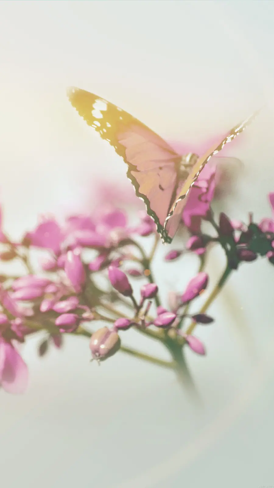 والپیپر شیک و ناز پروانه با زمینه تار برای آیفون 