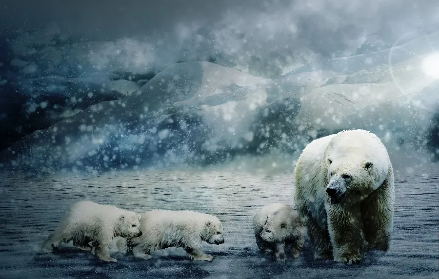 عکس زمینه با کیفیت دلپسند از بچه های خرس قطبی 