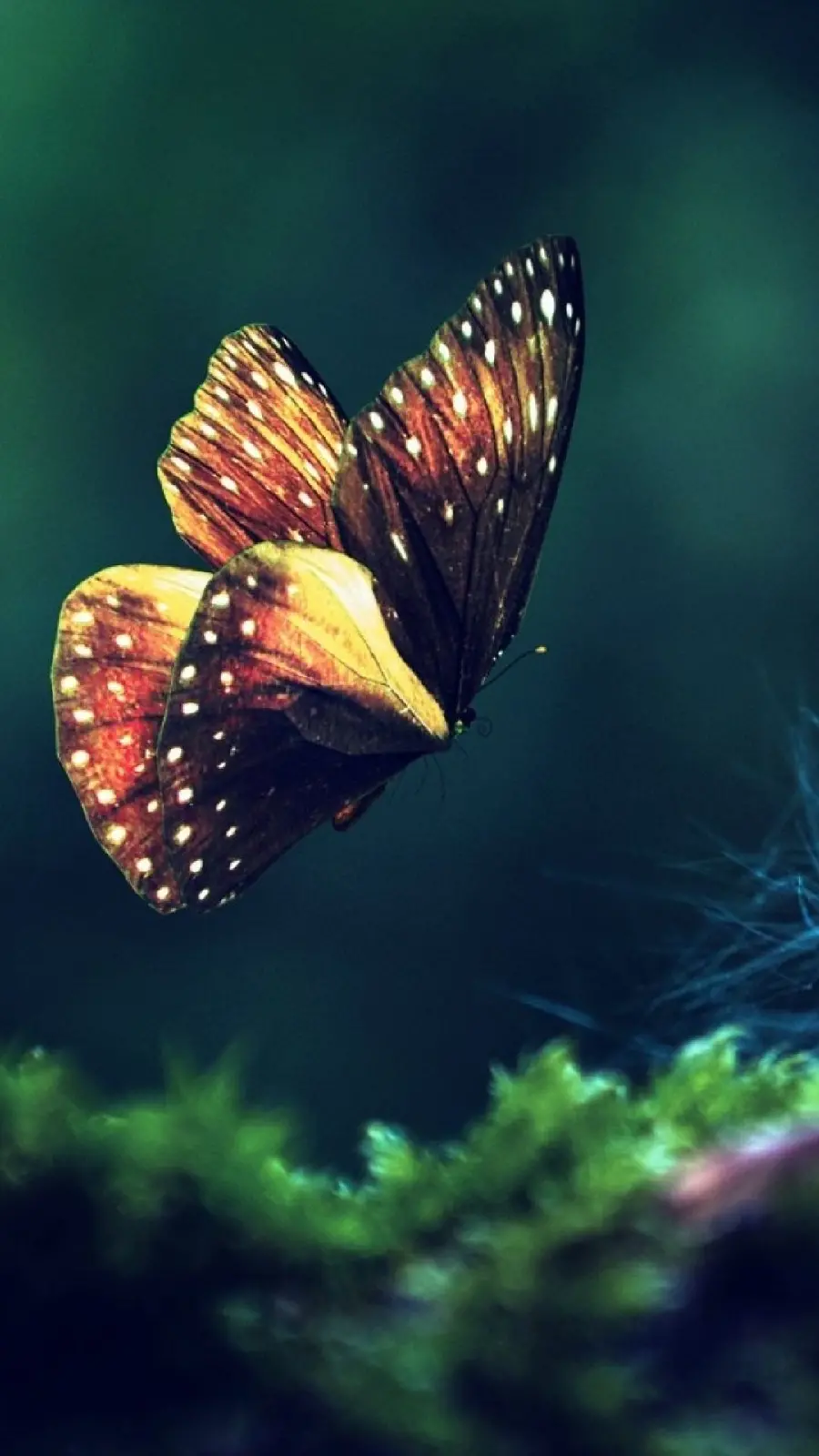 بک گراند با بهترین کیفیت موجود مناسب آیفون با طرح پروانه
