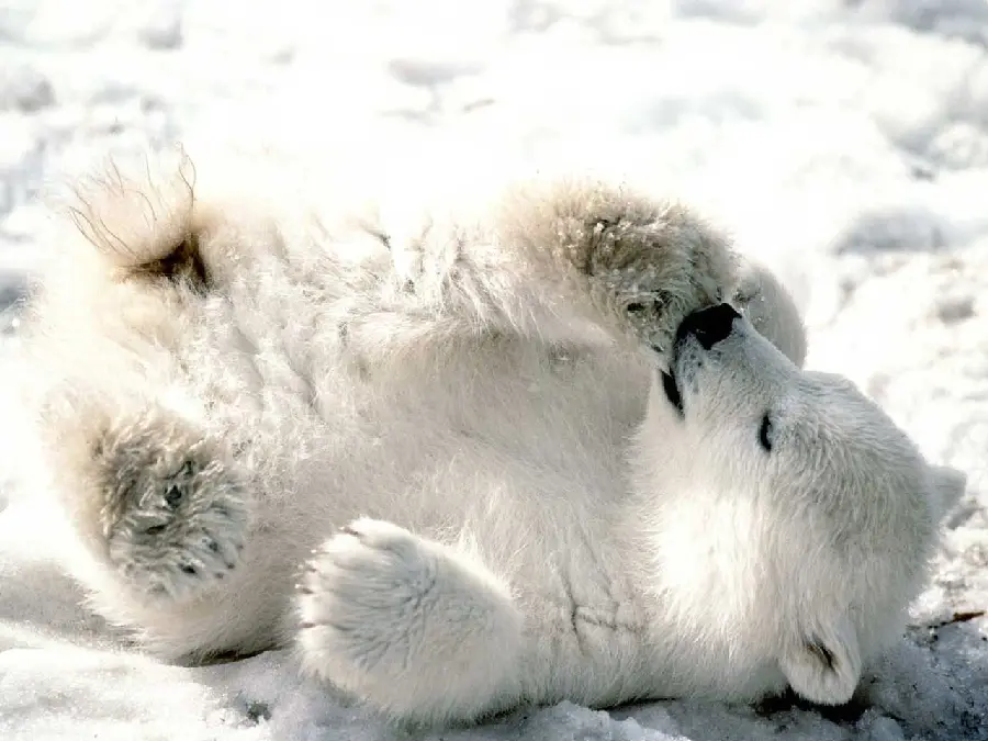 بک گراند شگفت انگیز بچه خرس قطبی درحال بازیگوشی