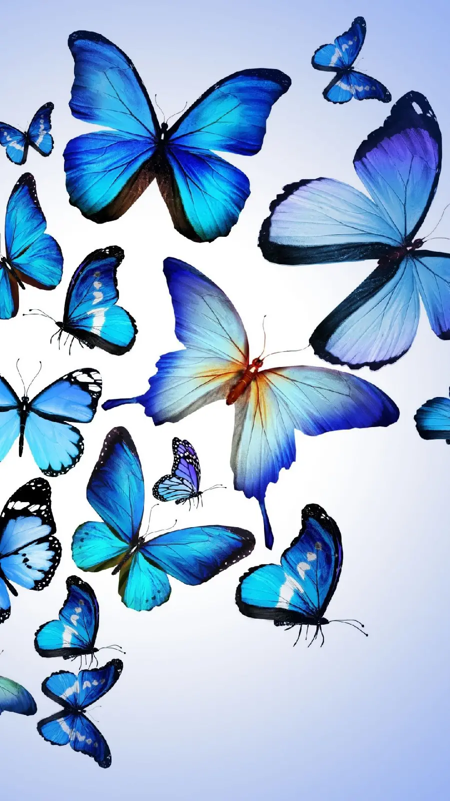 عکس زمینه آیفون با تم پروانه های آبی با بهترین کیفیت 