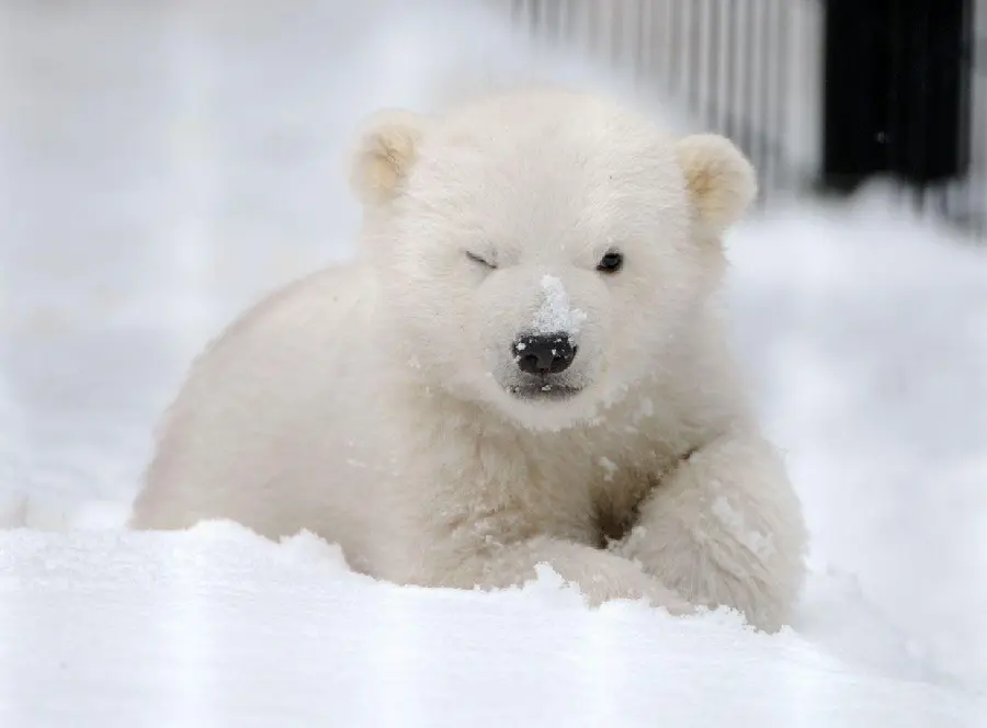 والپیپر بچه خرس قطبی پشمالو در میان یخ های قطبی