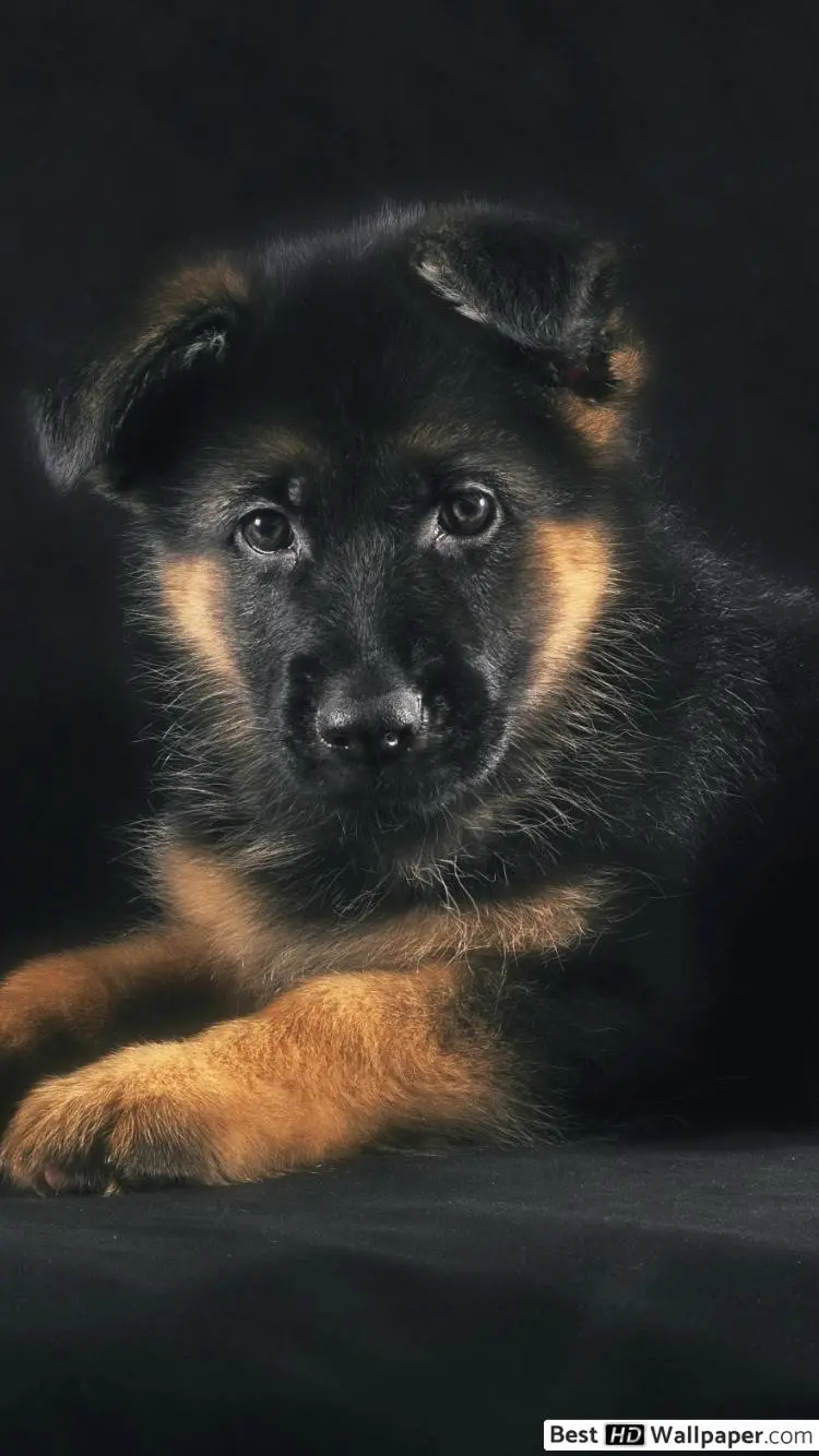 تصویر پس زمینه از سگ آلمانی ژرمن شپرد برای آیفون 