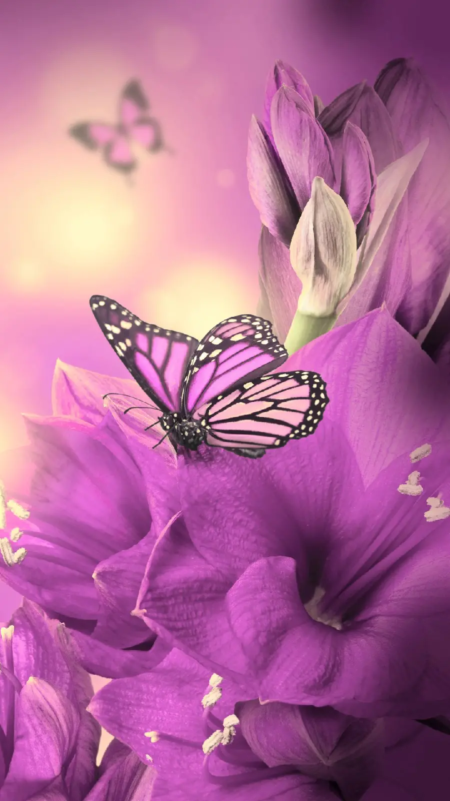 دانلود عکس های بی نظیر برای آیفون با طرح پروانه ناز و خیره کننده