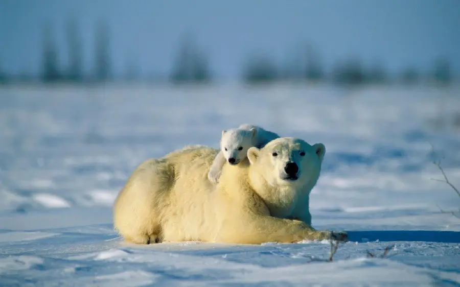 جذاب ترین تصویر پس زمینه بچه خرس قطبی و مادرش درحال استراحت