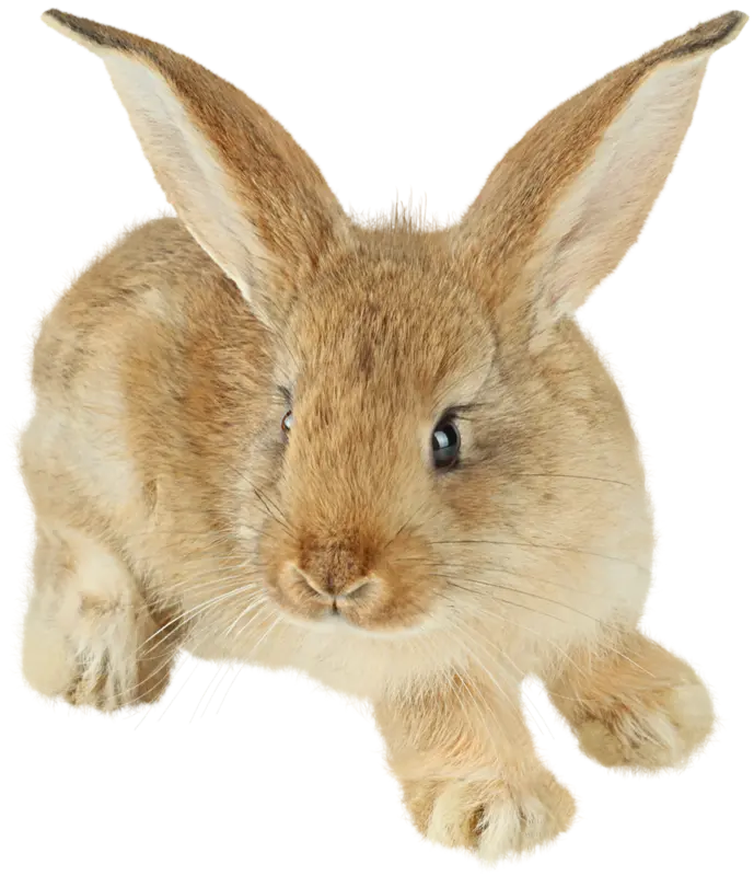 عکس زمینه دوربری شده PNG از خرگوش واقعی بامزه 