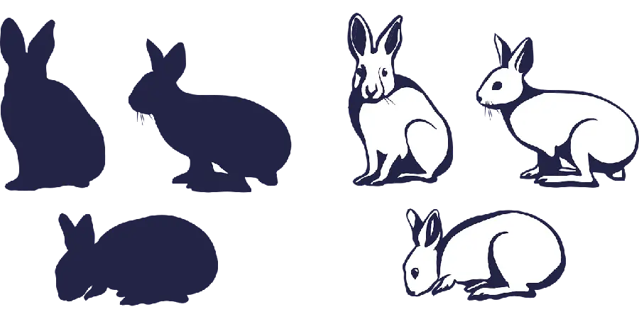پس زمینه PNG چند مدل خرگوش واقعی با سایه هایشان