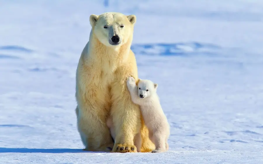 عکس پروفایل اچ دی بچه خرس قطبی در طبیعت آزاد و وحشی