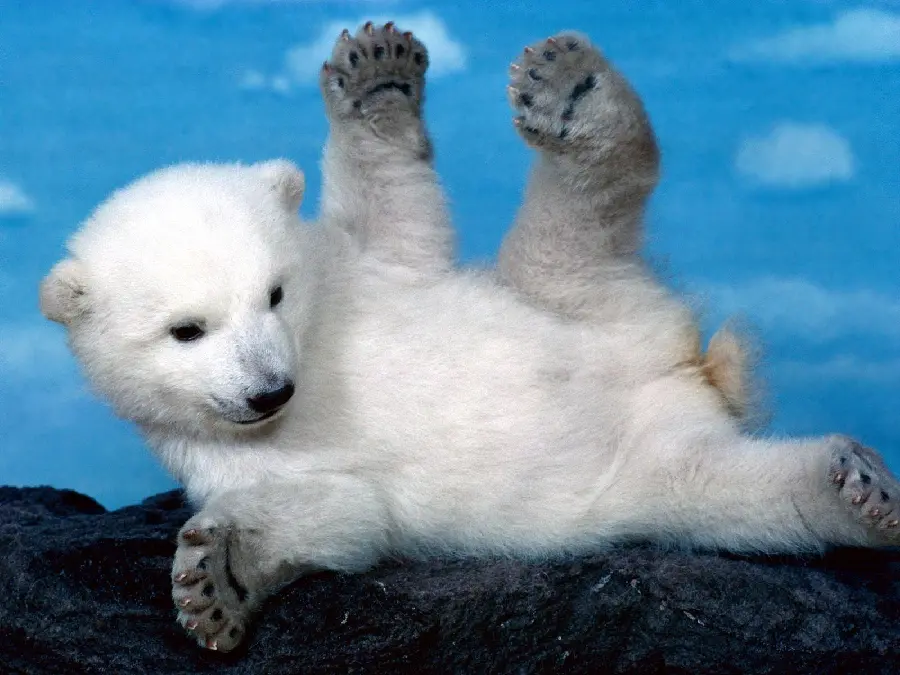 بامزه ترین عکس پس زمینه از بچه خرس قطبی